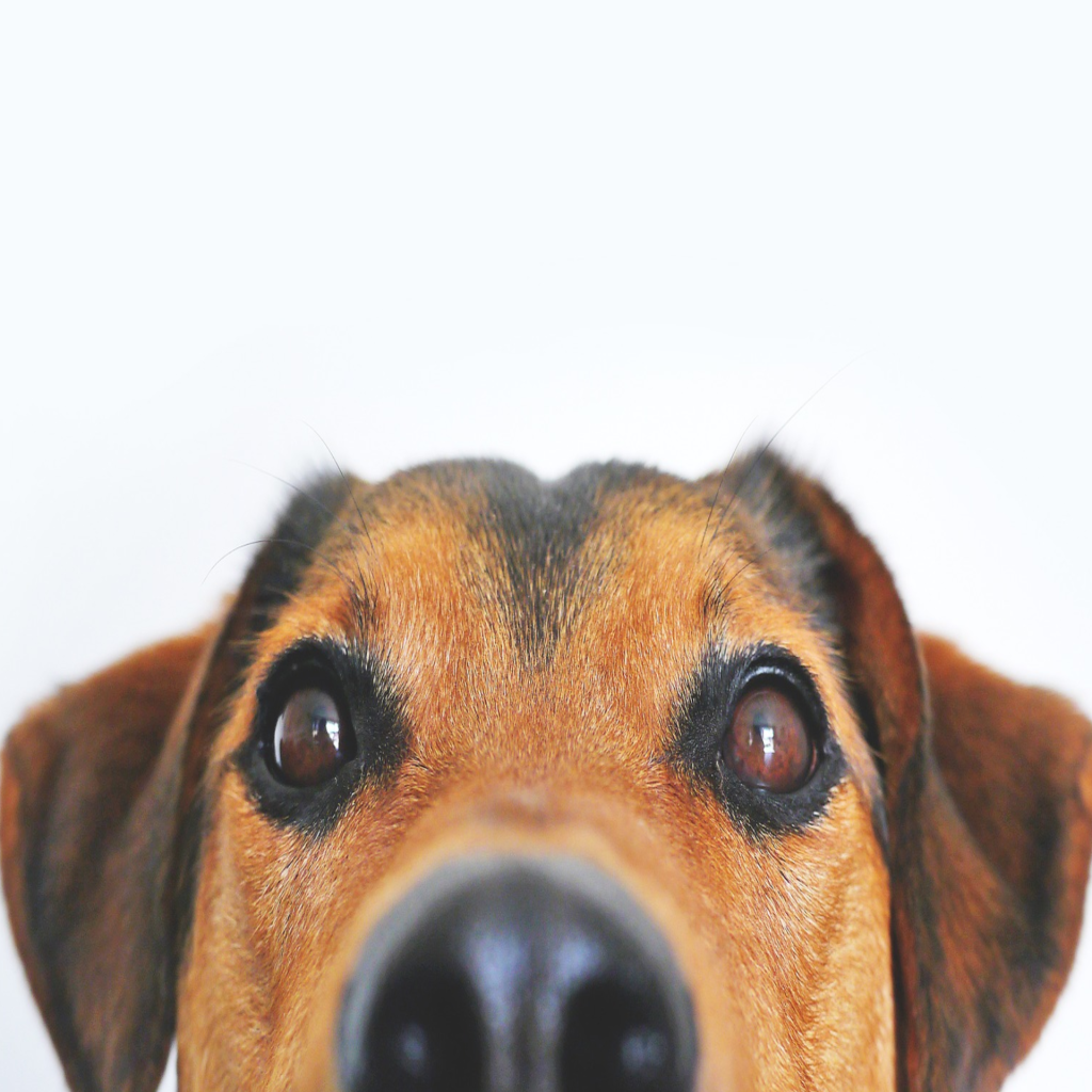 cane acsi dog sports1 cinofilia