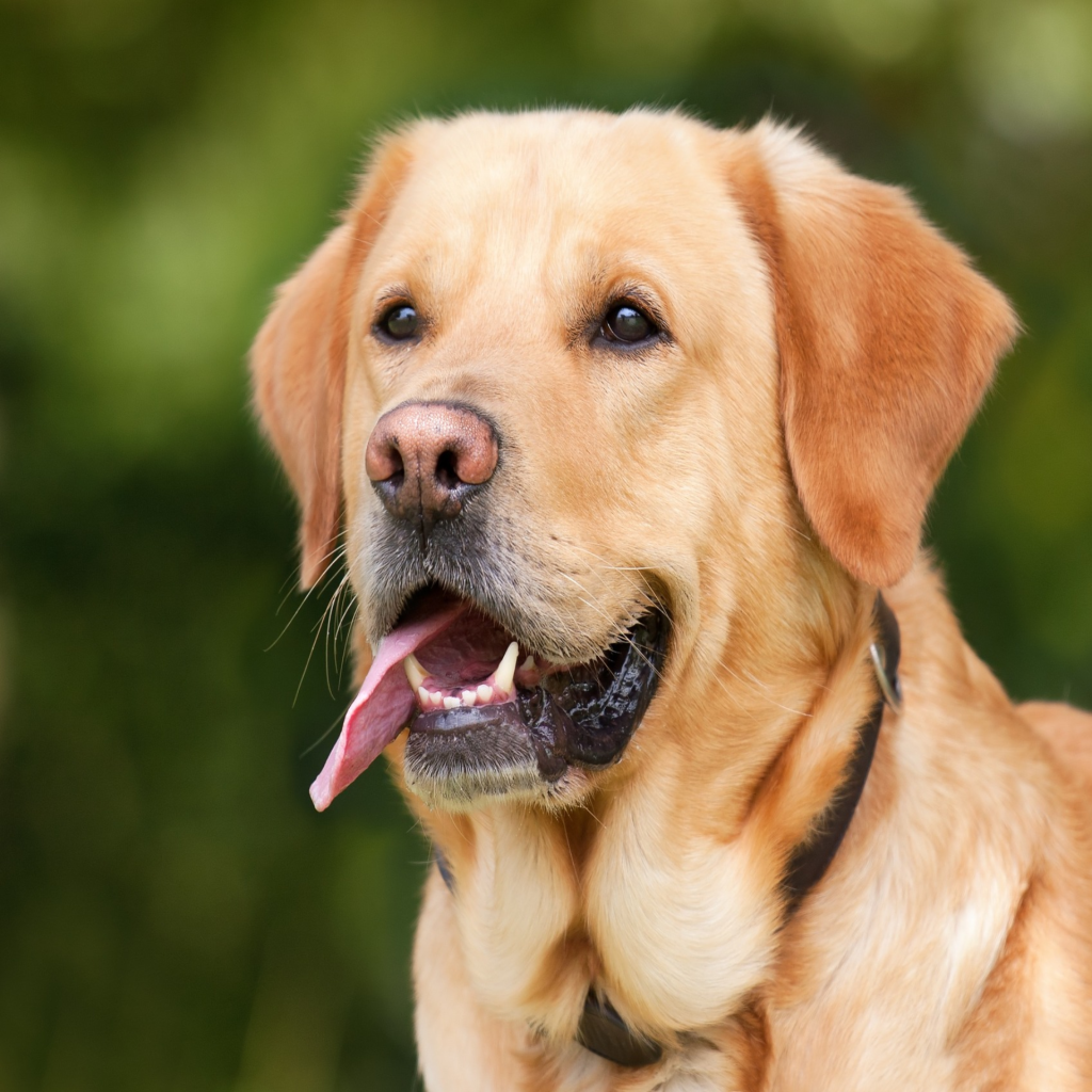 cane acsi dog sports 2 cinofilia