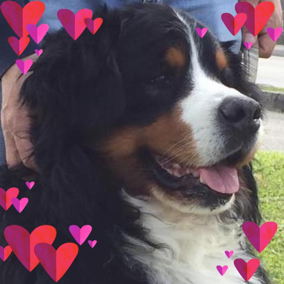 A.S.D. CINOFILA STORIE DI ZAMPA cinofilia